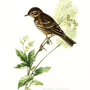 1969 Wiesengrube. Anthus pratensis. Vogelillustration, Vintage-Dekor, Bild, Gravur Ornithologie