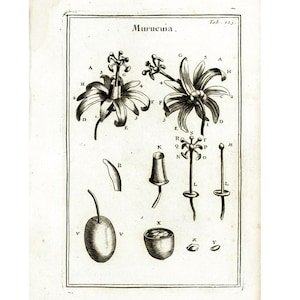 1797 Flor de la pasión. Pasionaria. Flor de la pasión. Granadilla. Grabado original de Elementos Botánicos de Tournefort. Historia Natural.