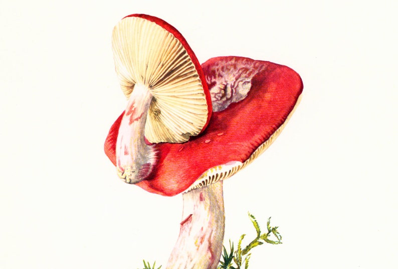 1962 Rosy russula Fungi Art print. Fungus Wall Art. Mushroom vintage print. Mycology illustration image 3