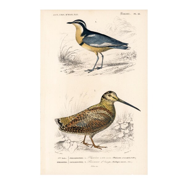 Gravura antiga de galinhola de 1861, Ch. d'Orbigny, Litografia Ornitológica de História Natural, Wader