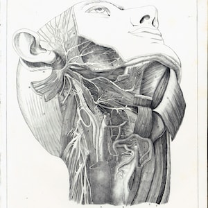 1835 Antique Human Head Muscles Print, Anatomy Skull Poster Bourgery Medicine Wall Art Curiosity Cabinet