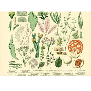 1885 Grüne Algen Laminaria Fucus, Pilze Clathrus ruber, Botanische Platte Originalgravur, Medizinische Flora Heilpflanzen