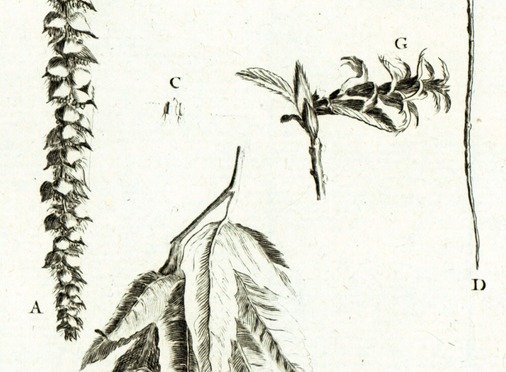 1797 Hornbeam Catkins Hardwood Trees Botanical Print Original Etsy