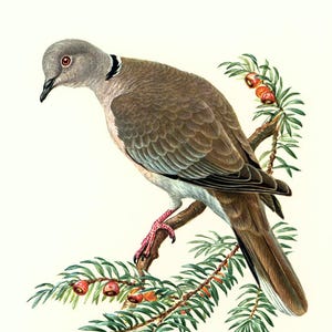 1969 Tortora turca, illustrazione di uccelli d'epoca, decorazione da parete ornitologica