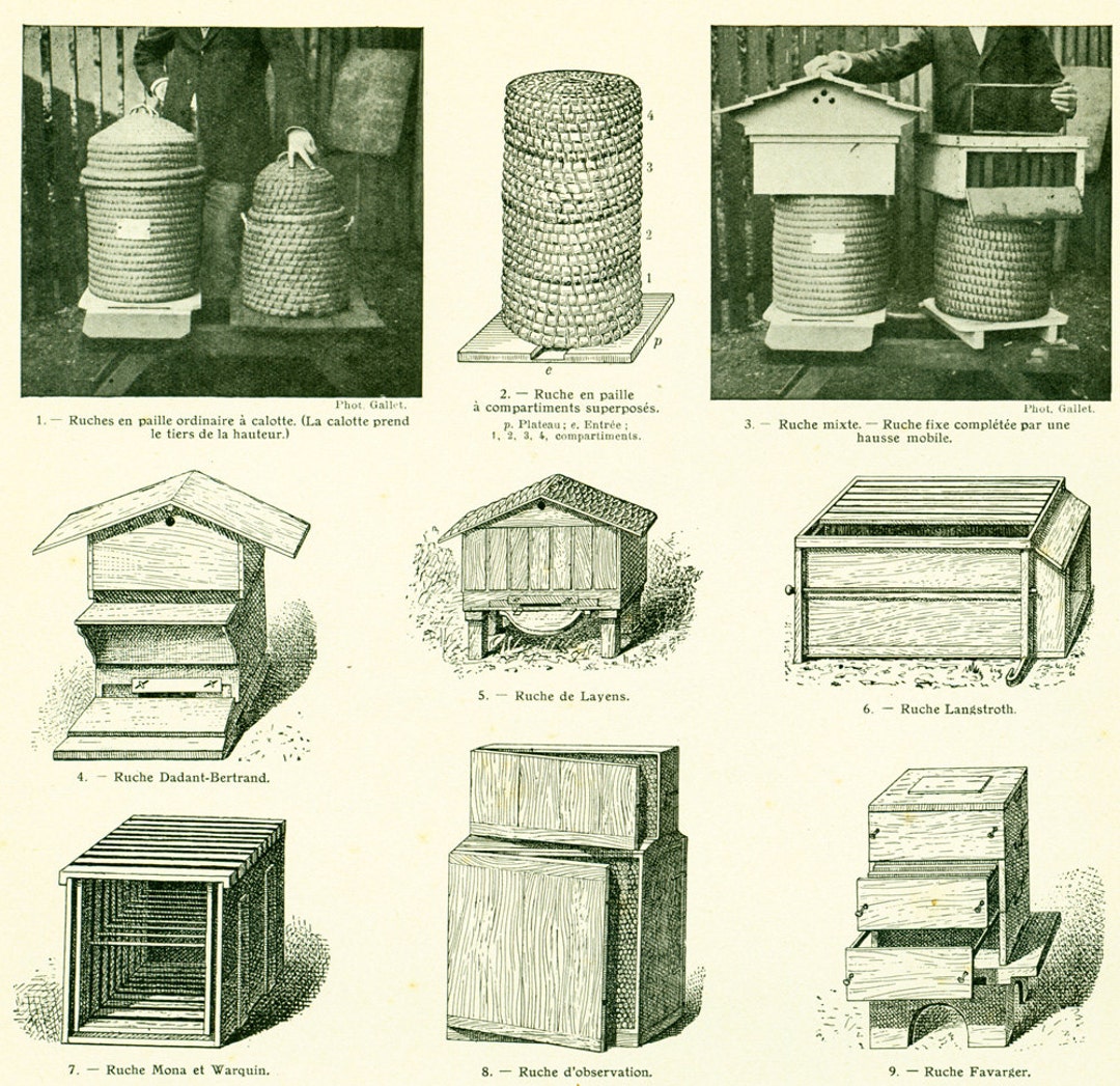 1922 Antique Beekeeping Print, Honey Harvesting, Beehive Print, Honey ...