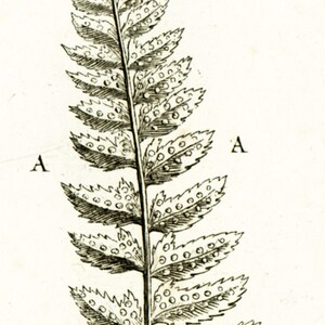 1797 Antique Fern Print Lingua Cervina Botanical Illustration - Etsy