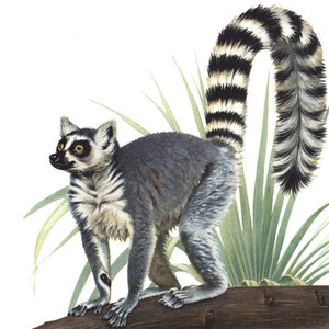 1974 Ring-tailed lemur Lemur catta vintage illustration, Lemur Art Print, Wild animal, painting image 3