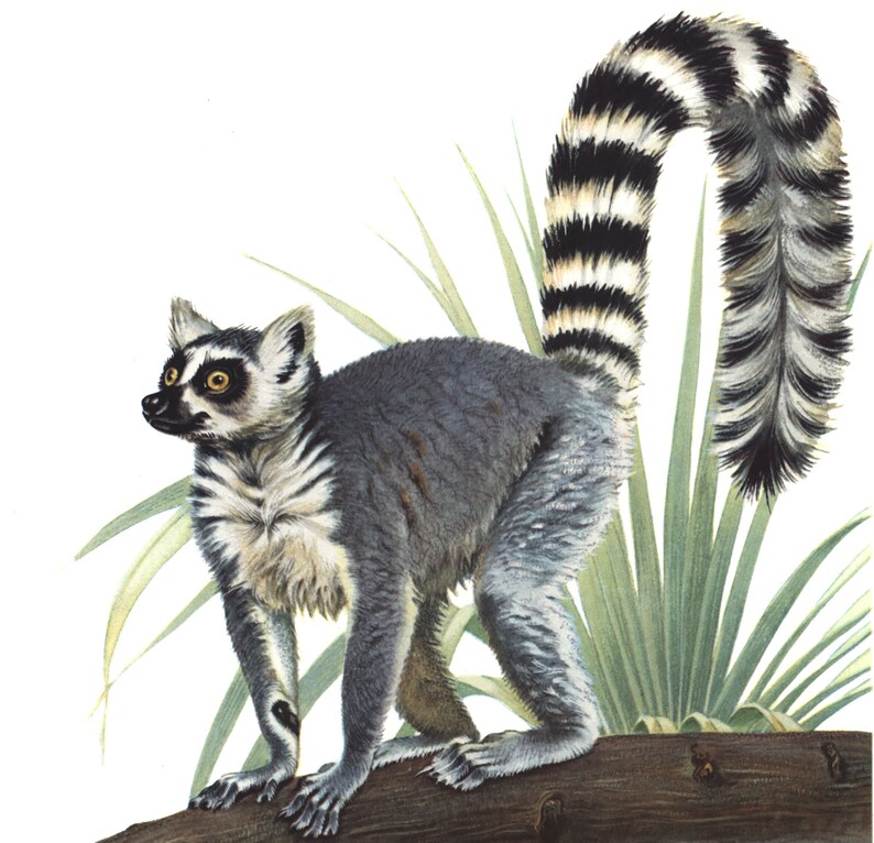1974 Ring-tailed lemur Lemur catta vintage illustration, Lemur Art Print, Wild animal, painting image 3