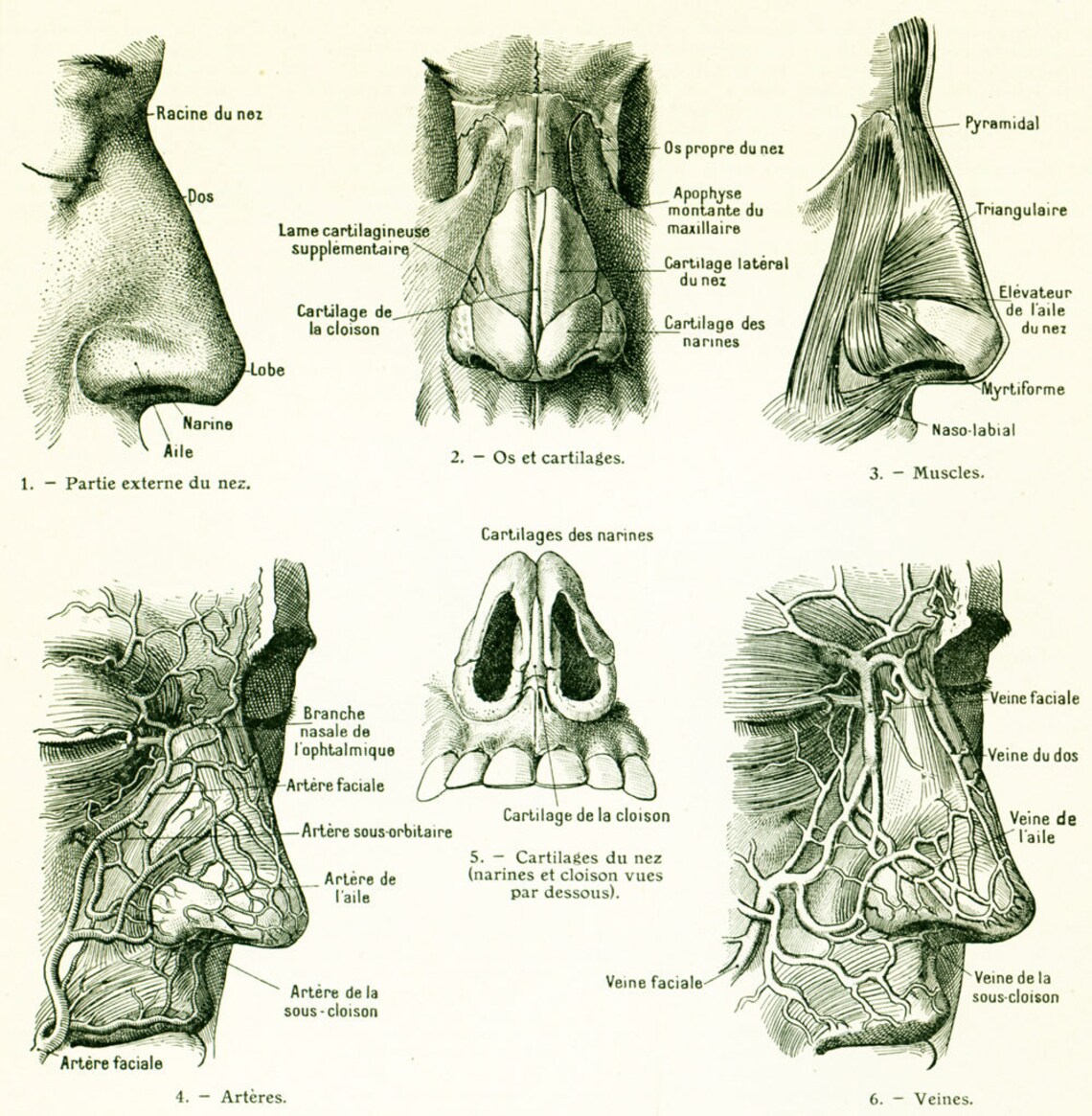 1912 Os du Nez cartilages muscles vaisseaux. Anatomie du Etsy France