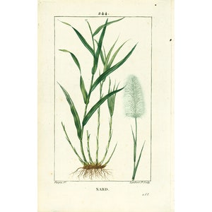 1814 Nard nardus Gräser Poaceae Alte botanische Platte Medizinische Flora Chaumeton Panckoucke Poiret Turpin