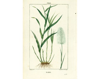 1814 Antique Grasses Print Poaceae Cereal Plant Natural History Botanical Botany Wall Art framing Home decor