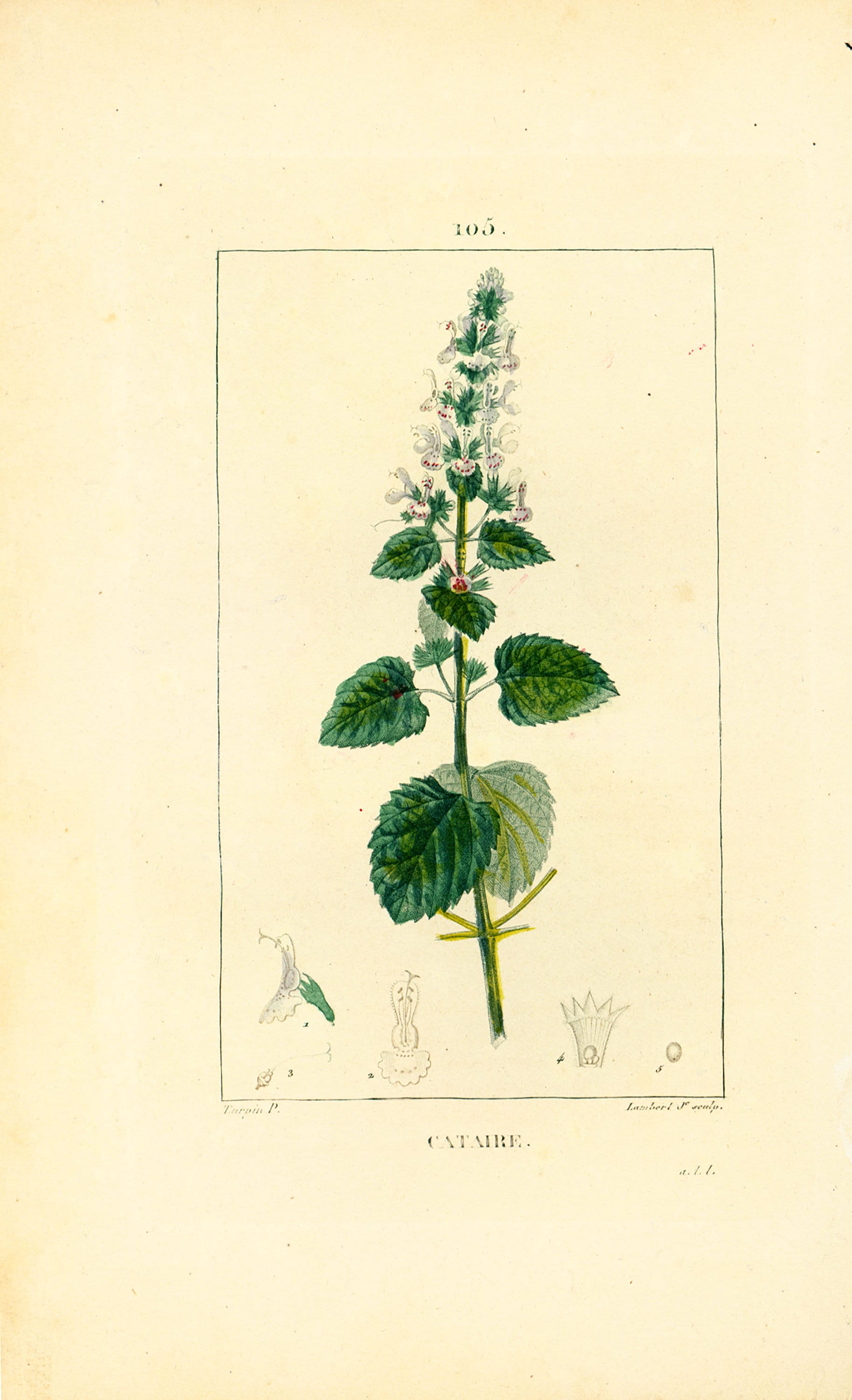 1814 Cataire Herbe à Chats Nepeta Planche Botanique Ancienne Flore Médicale  Chaumeton Plante Pharmacopée Traditionnelle -  France
