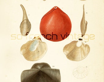1861 Galathée à rayon Conchiglie Orbigny Tavola originale Colori dipinti a mano Astarte dall'Islanda decorazione regalo