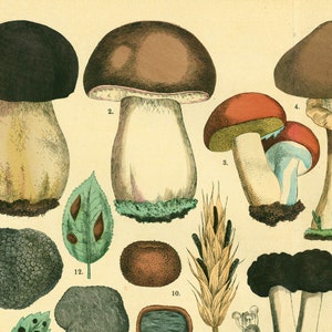 1885 Morels Bolete Cep Truffle Fungus Antique Botanical Print Chart Poster original Lithograph Natural History Botany framing decor image 3