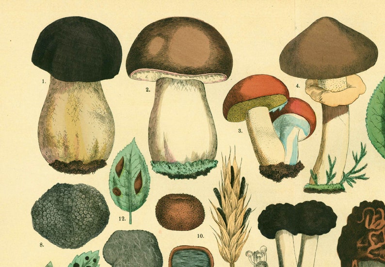 1885 Morels Bolete Cep Truffle Fungus Antique Botanical Print Chart Poster original Lithograph Natural History Botany framing decor image 3