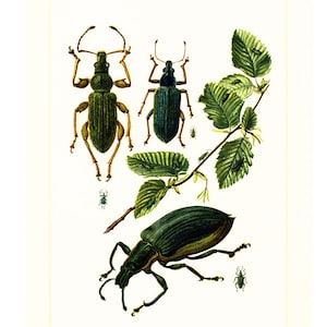 Phyllobius 1960. Polydrosus. Kever. De illustratie van het insect. Bestuur oorspronkelijke entomologie.