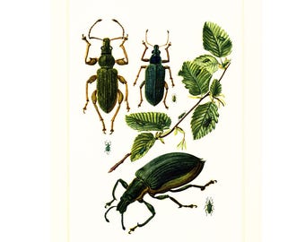 1960 Vintage Gren Beetle Print. Weevil. Coleoptera Illustration. Insect Print. Entomology. Natural History. Science.