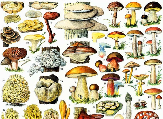 Edible Mushroom Identification Chart