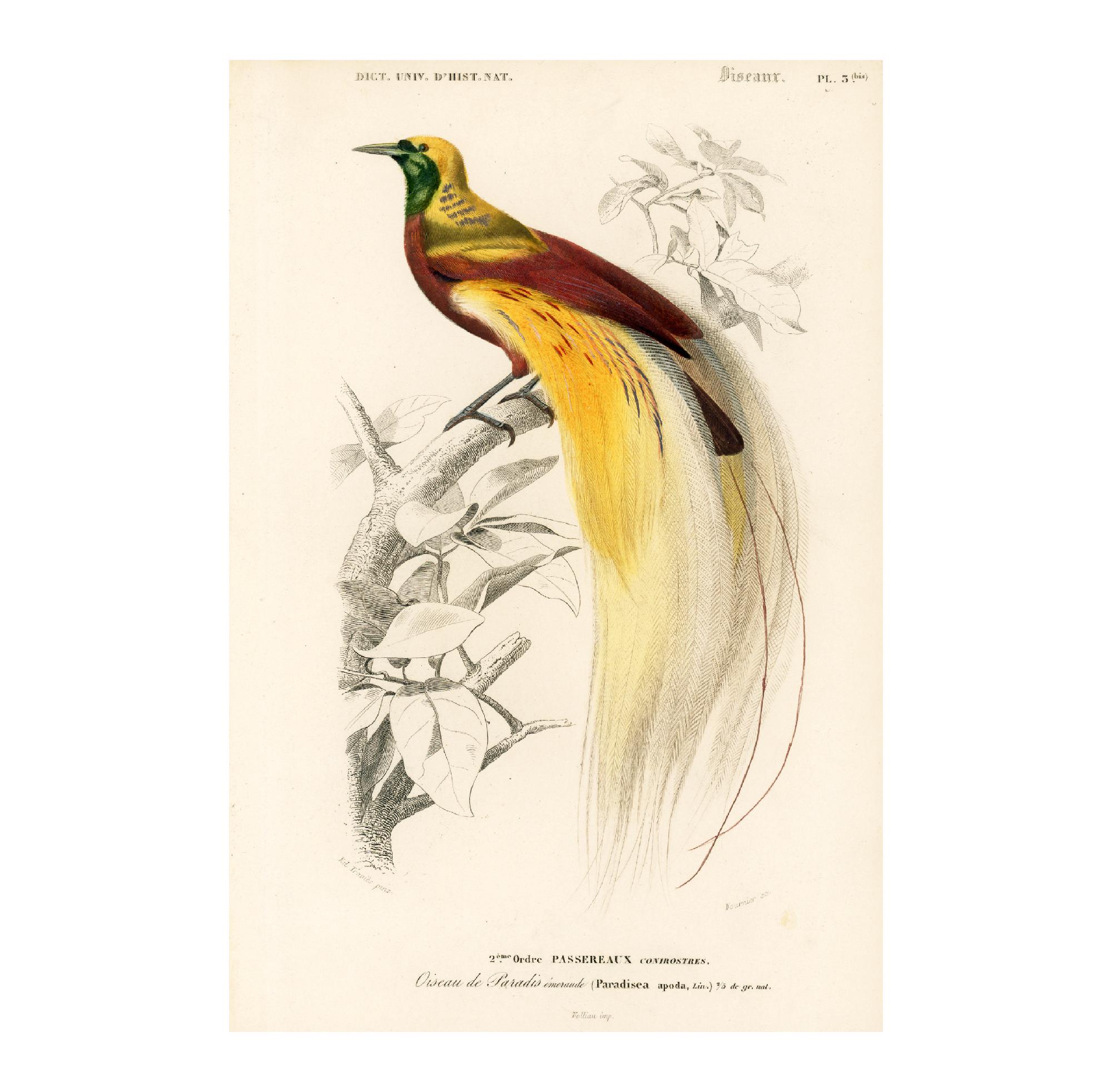 アンティーク フレーム 鳥の絵画 リトグラフ