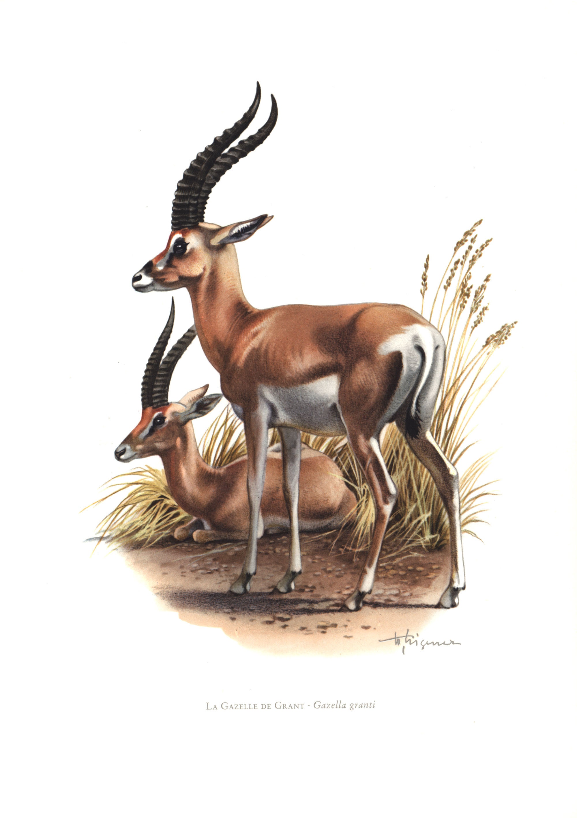 1974 グラントガゼル 草食動物 絵 博物学者 イラスト 動物学 野生動物
