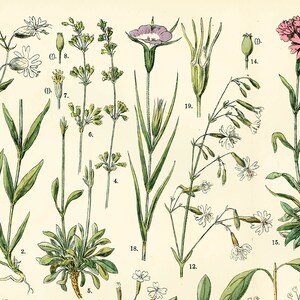 1885 Pink family Silene Caryophyllaceae Saxigraga Antique Lithograph Print poster Identication chart image 2