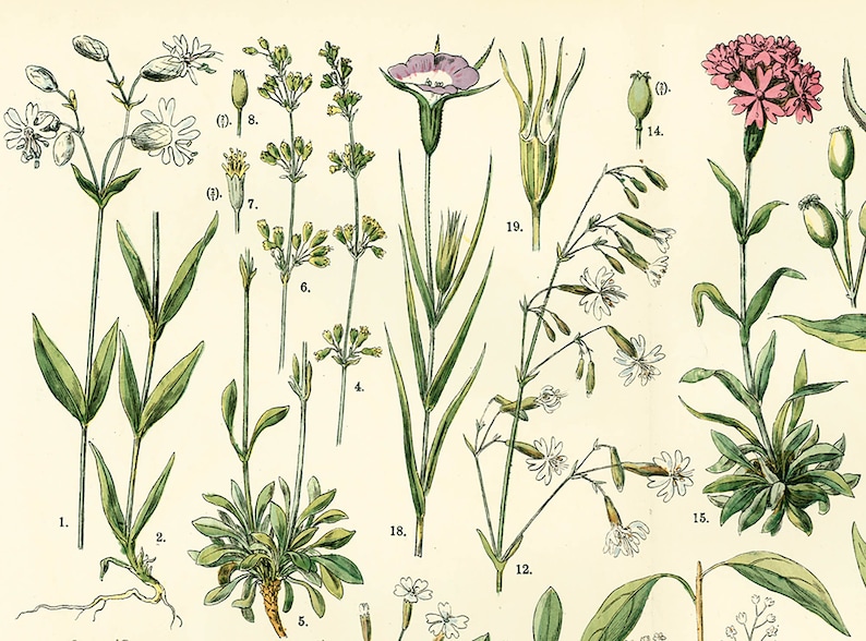 1885 Pink family Silene Caryophyllaceae Saxigraga Antique Lithograph Print poster Identication chart image 2
