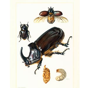 1960 Vintage Rhinoceros Beetle Oryctes nasicornis Print. Coleoptera Illustration. Insect Print. Entomology. Natural History. Science. image 1