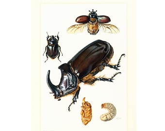 1960 Vintage Rhinoceros Beetle (Oryctes nasicornis) Print. Coleoptera Illustration. Insect Print. Entomology. Natural History. Science.