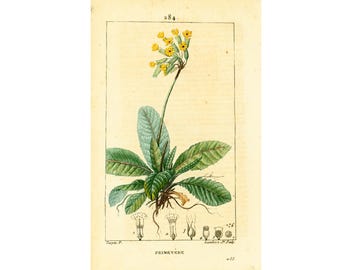 1814 Cowslip primrose Antique Print, Medicinal Plant Floral Nature Botanical Botany, Wall Art framing Home decor