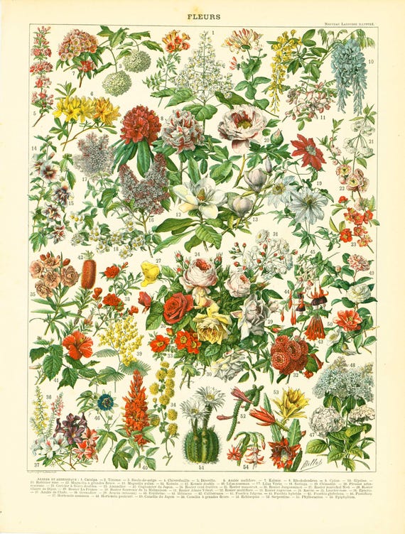 印象派　【Flower Garden】lithograph 1897 Original Antique Flower Chart Print Vintage Flowers - Wall