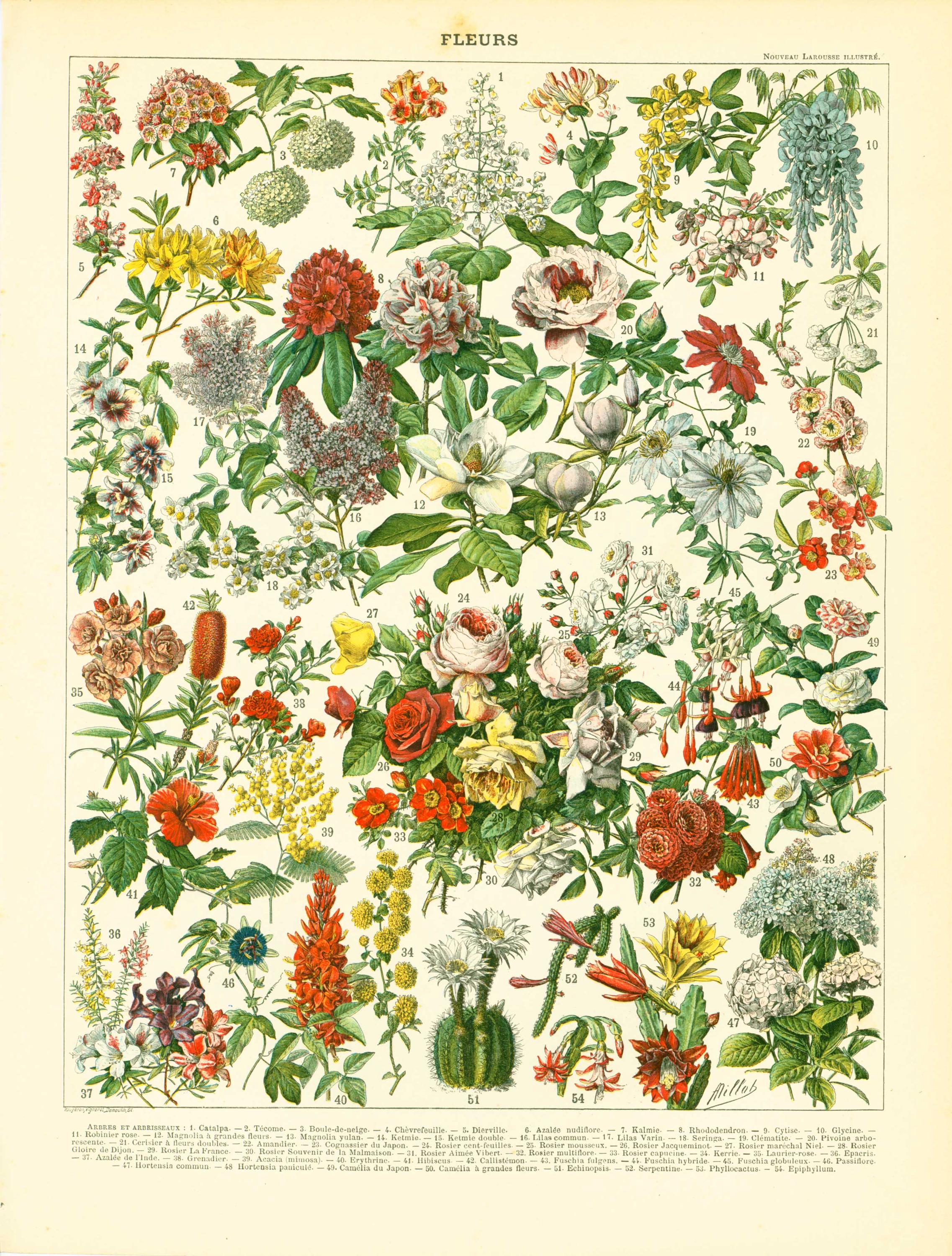 1897 Original Antique Flower Chart Print Vintage Flowers - Wall Art ...