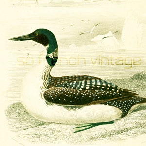 Peut inclure: Une illustration vintage d'un huard, un oiseau plongeur, avec une tête verte et un corps tacheté de noir et de blanc. L'oiseau est perché sur une côte rocheuse avec un fond de paysage enneigé.