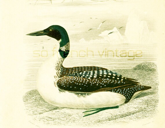 1861 Oiseaux Plongeon huard, plongeon imbrin, Huart à collier, Richepaume. Gravure ancienne Orbigny Original Histoire Naturelle Ornithologie