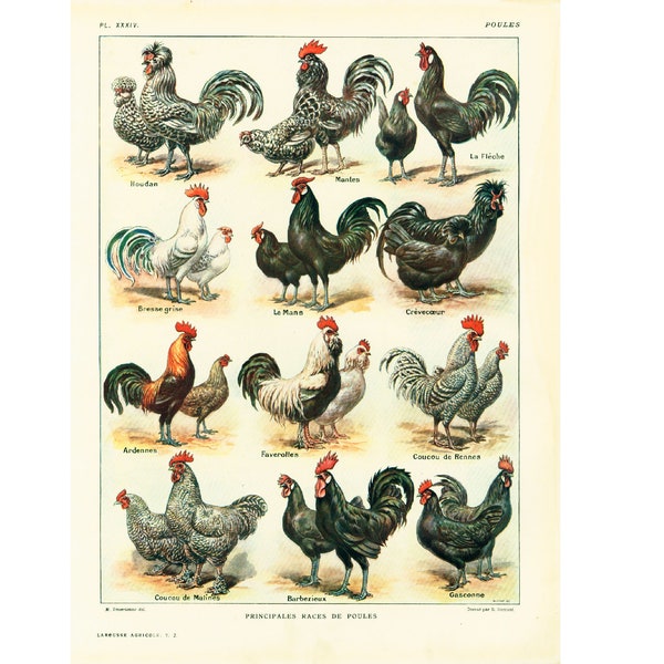 chicken-breeds-poster-etsy