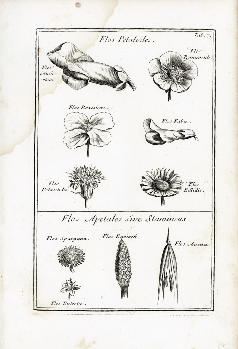 1797 Antique Calyx Sepal Daisy Horsetail Flower Plant Anatomy Print Phytotomy Morphology Corolla Petal Stamen Nature Wall Art To Frame.