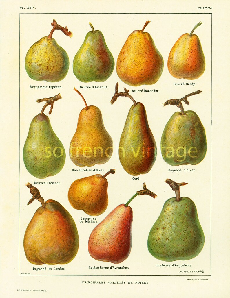 1922 Variétés de POIRES ANCIENNES Planche Originale | Etsy