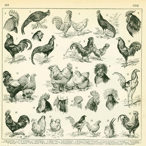 1897 Antique Chicken Breeds Print, Original Larousse Dictionary, French Vintage 115 YEARS OLD