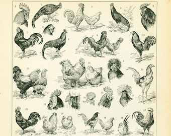 1897 Antique Chicken Breeds Print, Original Larousse Dictionary, French Vintage 115 YEARS OLD