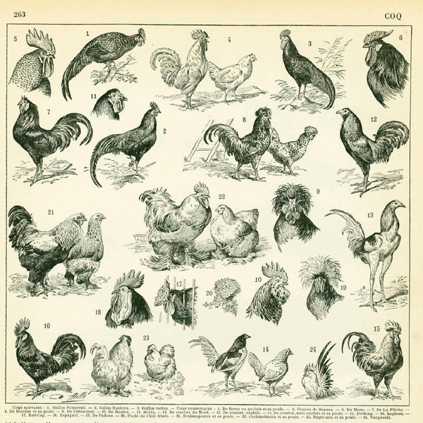 1897 Races de Coqs Poules Volaille Basse cour illustration originale Larousse 125 ANS D'AGE