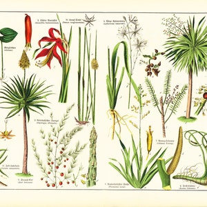 1869 Antique Aloe arborescens Asparagus Sparrow Grass Rushes Dracaena Medicinal Plant Lithograph Orignal Print poster Identication chart image 2