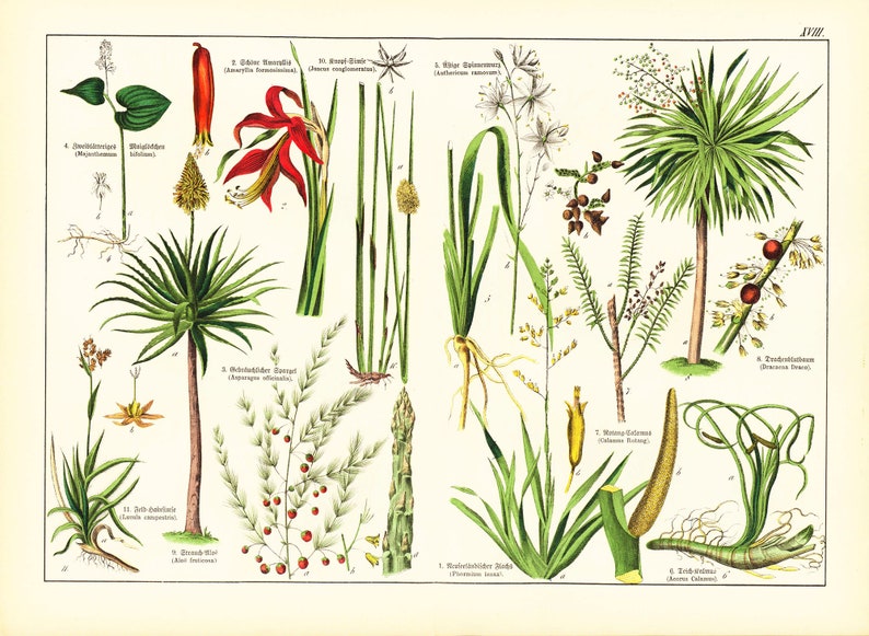 1869 Antique Aloe arborescens Asparagus Sparrow Grass Rushes Dracaena Medicinal Plant Lithograph Orignal Print poster Identication chart image 2