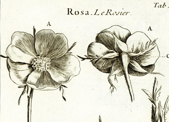 1797 Antique Rose Hip Flower Rosa Canina Print Botanical