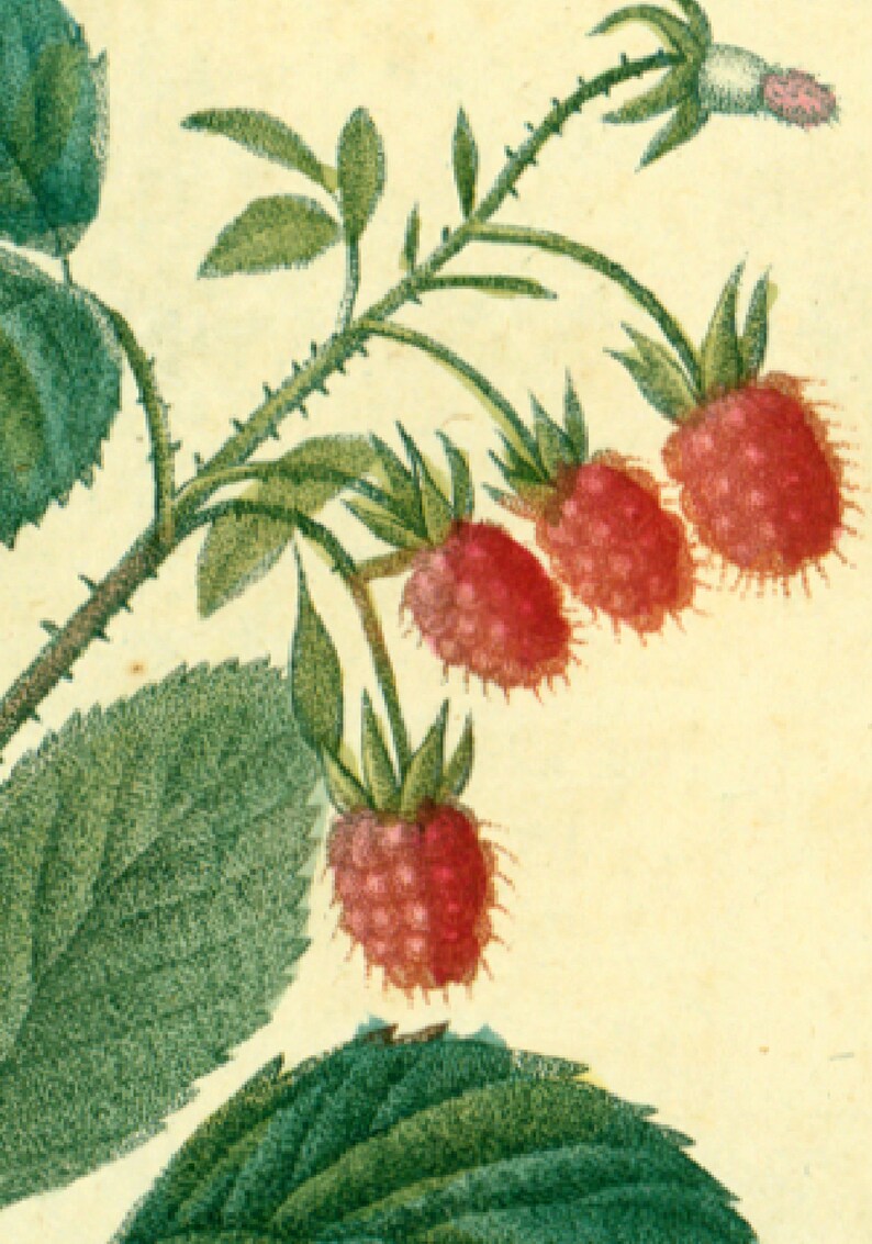 1814 Antique Red Raspberry Print Fruit Plant Natural History Botanical ...
