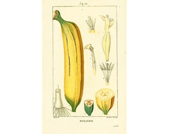 1831  Musa Palm Antique Print Banana Plant Natural History Botanical Botany Wall Art framing Home decor