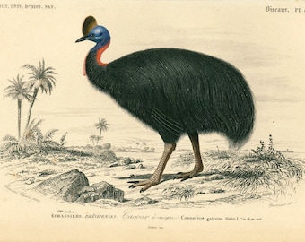 1861 Cassowary, Orbigny Antique Print, Original lithograph, Ornithological Print, Natural History, Victorian bird art
