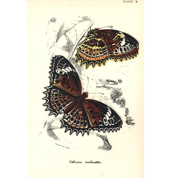 1896 Cethosia biblis Heliconius Placa antigua Lepidoptera Mariposa Historia natural