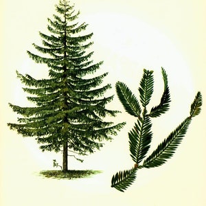 1967  Coast Red Wood Print. Sequoia sempervirens. Vintage Botanical Illustration Wall Art Home Decor