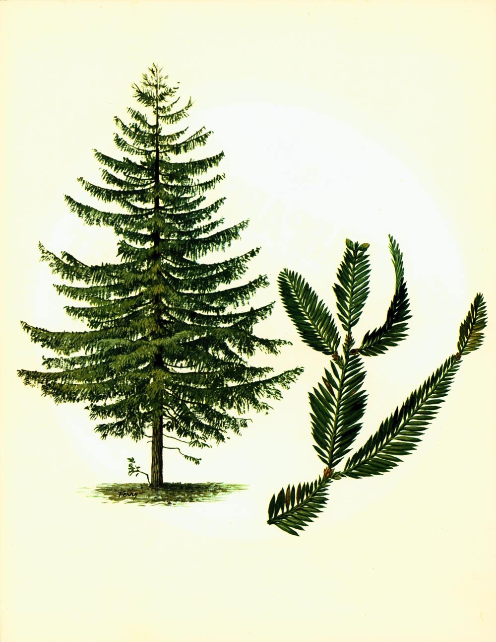 1967  Coast Red Wood Print. Sequoia sempervirens. Vintage Botanical Illustration Wall Art Home Decor