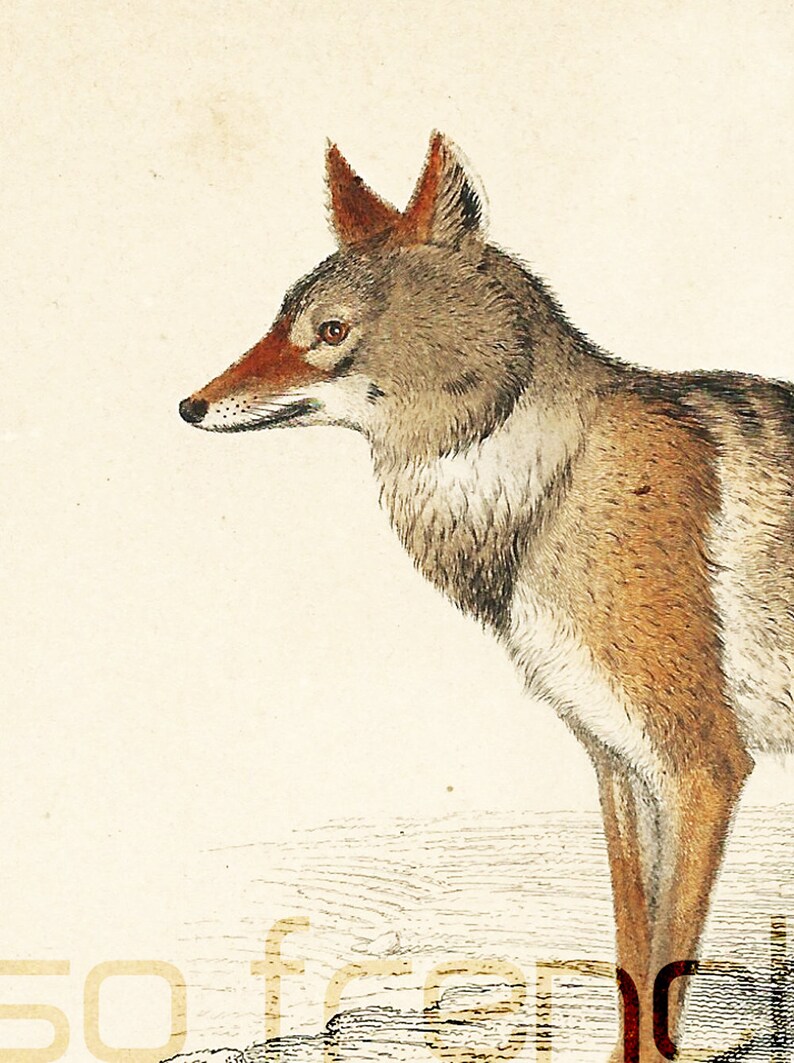 1861 Antique Coyote Lithograph by Orbigny French naturalist | Etsy