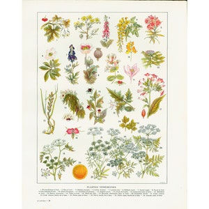 1922 Gefährliche Pflanzen, Naturheilkunde-Kabinett-Dekor, Kräuterkunde, Heilpflanzen, Originalteller, Larousse.